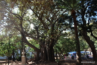 Ficus villa Mazzini Messina